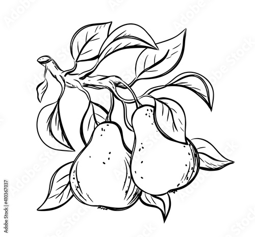 Sketch of twig with two pears, leaves. Black linear clipart of garden fruit. Botanic print, poster, element for farm product, packaging design. Graphic isolated vector illustration, white background