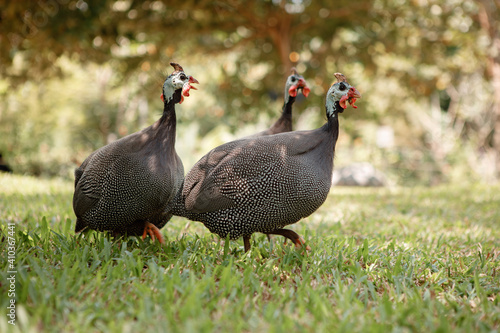 Helmeted guineafowls walks on the grasss in the park photo