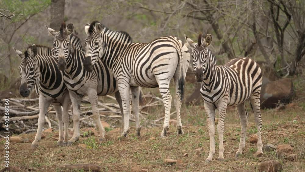 Herd of zebra standing still in a forest looking at the camera. Herd of zebra standing still in a forest looking at the camera.