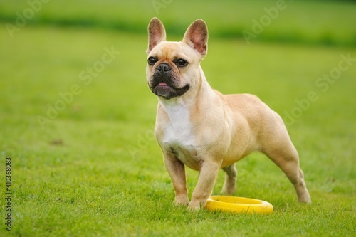 french bulldog puppy