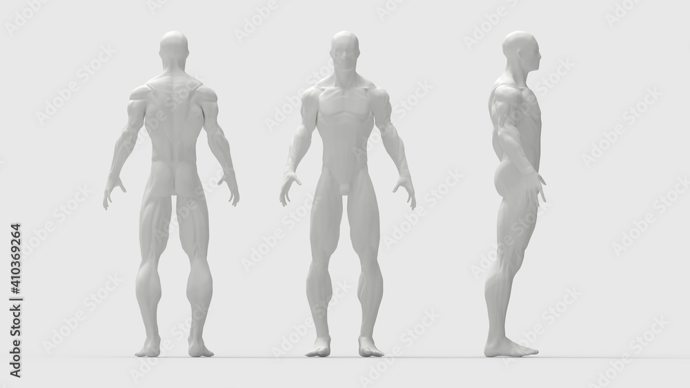 human muscles front side back view of a human being isolated in grey background human muscles front side back view of a human being isolated in grey background