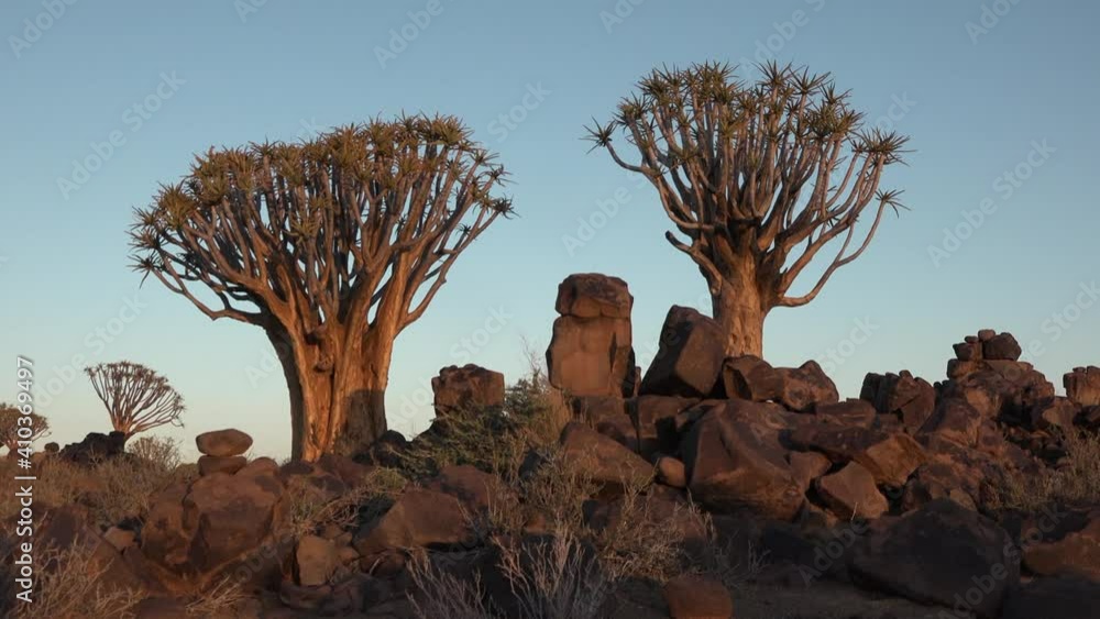 Namibia. Landscape view of quiver trees at sunset, southern Africa. Namibia. Landscape view of quiver trees at sunset, southern Africa.