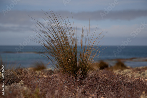 Fototapeta Naklejka Na Ścianę i Meble -  grass on the rocks at the beach