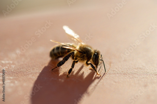 Honey Bee