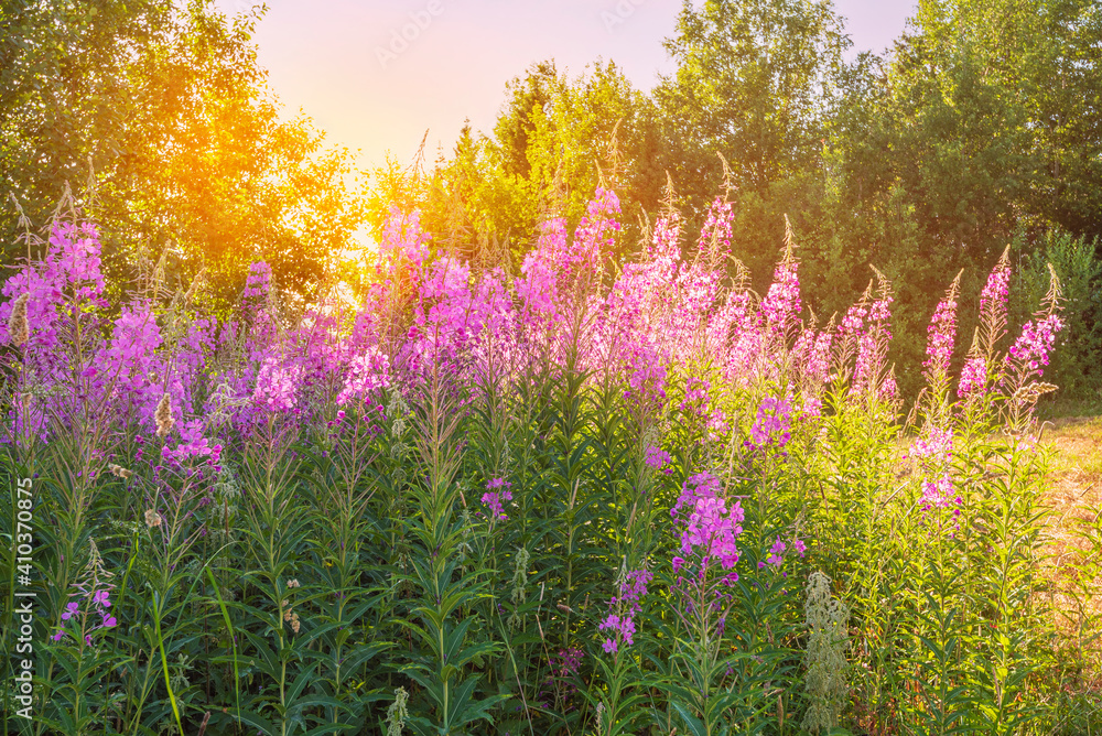 Obraz premium Pink Ivan-tea Or Epilobium Herbal Tea On Sunset Field, Close-Up. Flowers Of Rosebay Willowherb In The Sunset