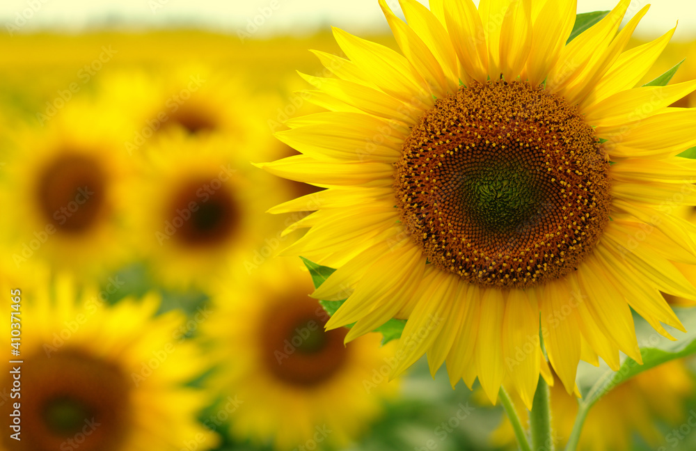 Sunflowers on a field blurred in sunlight
