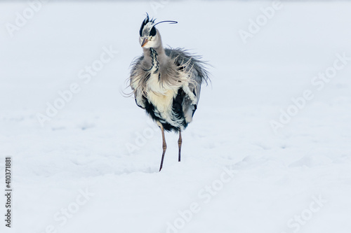 Photography heron in the wind