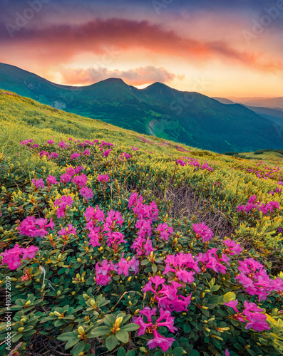 Fabulous summer scenery. Blooming pink rhododendron flowers on the Carpathians hills. Amazing summer sunset on Carpathian mountains with Homula mount on background  Ukraine  Europe.