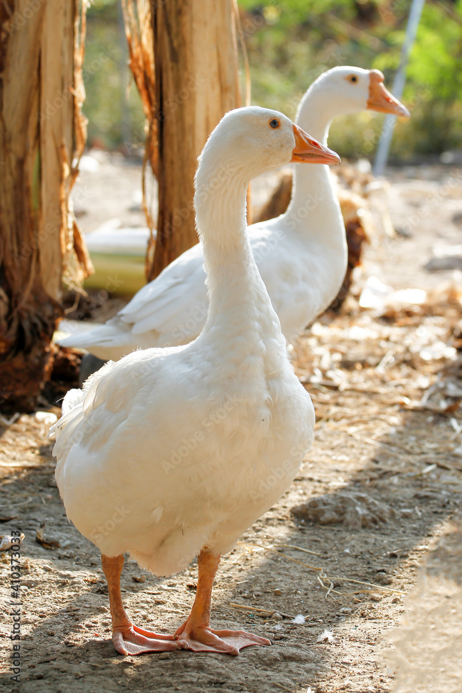 Obraz premium White female goose is stay in garden