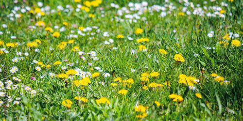 yellow dandelions among the grass. beautiful springtime nature background. shallow depth of field