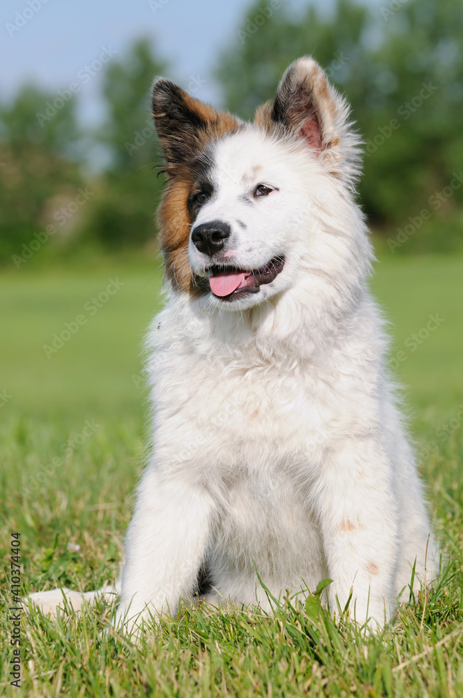 Elo Designer Dog Eloschaboro Bobtail Eurasier Chow-Chow Hybrid