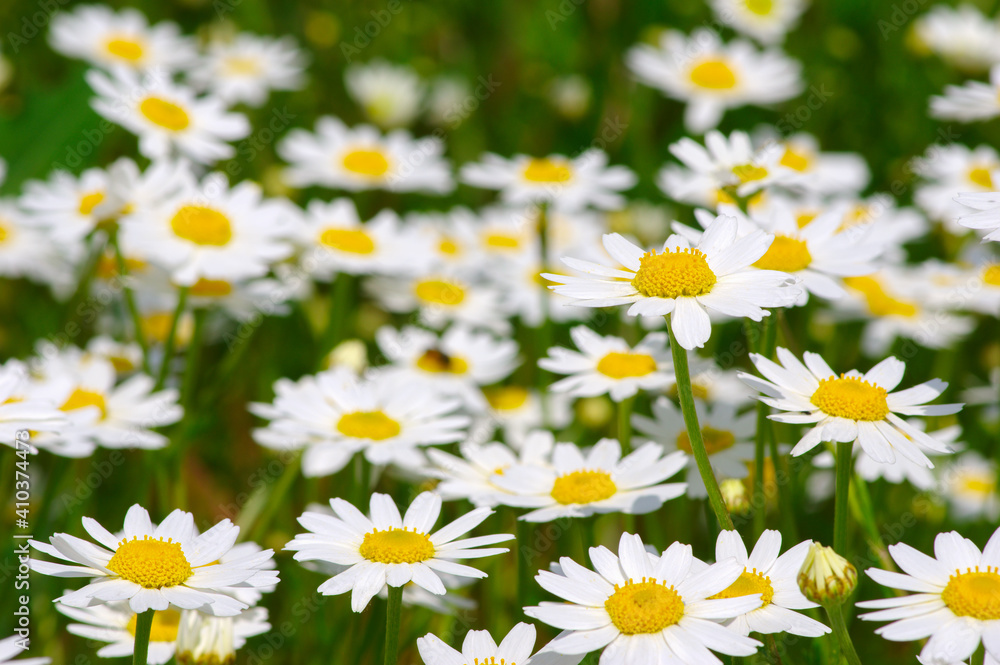 White daisy on field White daisy on field