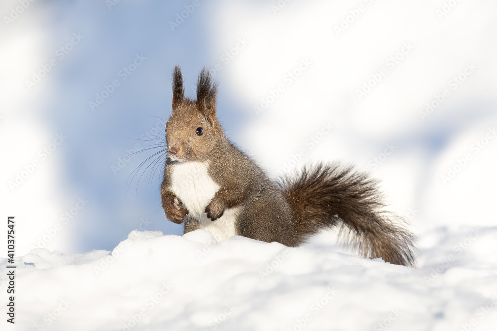 エゾリス Red squirrel エゾリス Red squirrel