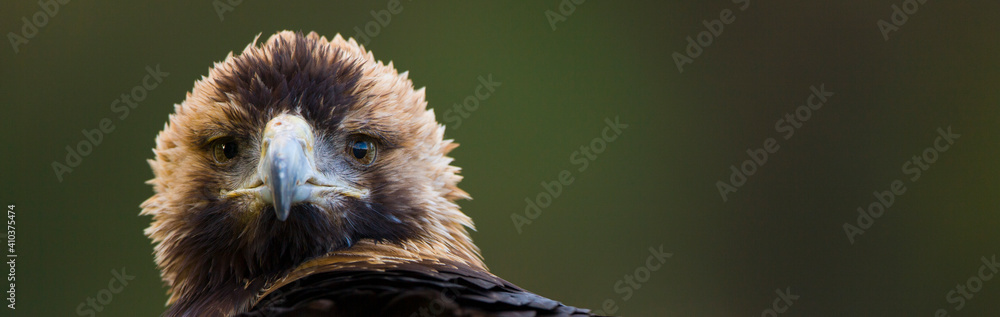 Naklejka premium AGUILA IMPERIAL IBERICA (Aquila adalberti)