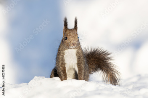 エゾリス Red squirrel © Shan W