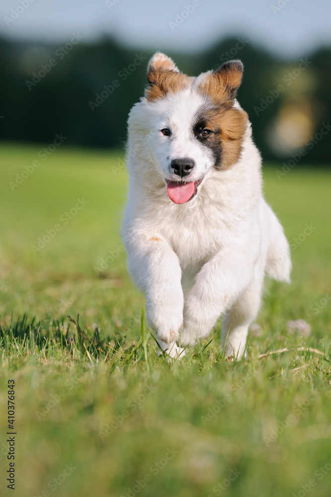 Elo Designer Dog Eloschaboro Bobtail Eurasier Chow-Chow Hybrid