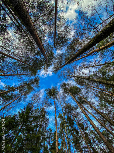 Forest. Latvia