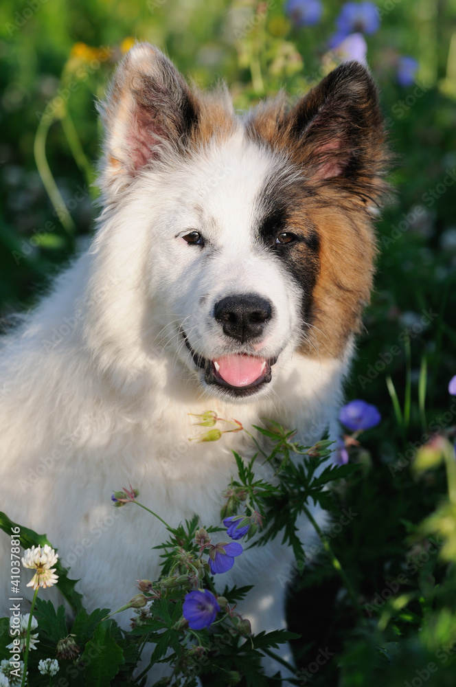 Elo Designer Dog Eloschaboro Bobtail Eurasier Chow-Chow Hybrid Elo Designer Dog Eloschaboro Bobtail Eurasier Chow-Chow Hybrid