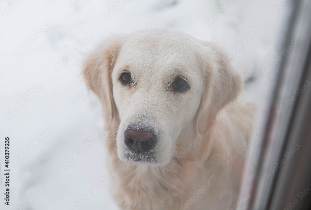 snow covered golden retriever  looks into the house through the window