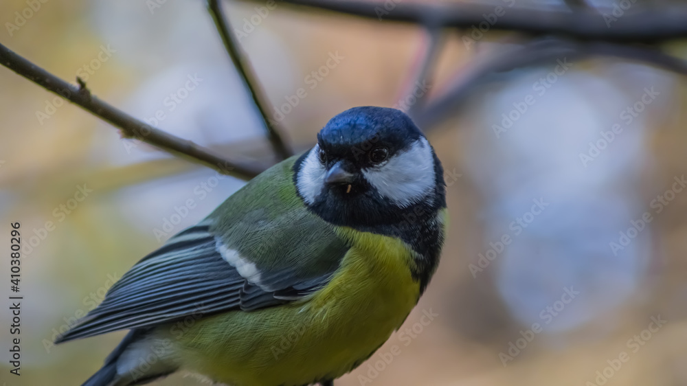 Obraz premium chickadee