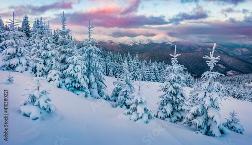 Fantastic sunrise in the mountains. Fresh snow covered slopes and fir trees in Carpathian mountains, Ukraine, Europe. Ski tour on untouched snowy hills. Beauty of nature concept background..