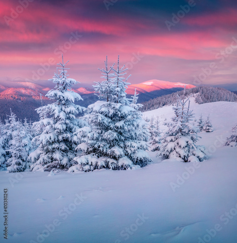 Beautiful winter scenery. Spectacular sunrise in the mountains. Fresh snow covered slopes and fir trees in Carpathian mountains, Ukraine, Europe. Beauty of nature concept background.