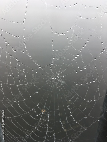Spinnennetz im Nebeltau