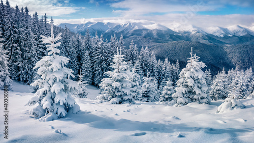 Wonderful morning view of Carpathian mountains with Chornogora ridge on background. Fresh snow covered fir trees and mountain valley in December. Beauty of nature concept background.
