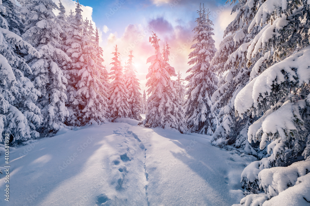 Obraz premium Beautiful winter scenery. Unbelievable morning view of the mountain forest. Sunny winter landscape of Carpathian mountains. Amazing sunrise on top of hill. Beauty of nature concept background..
