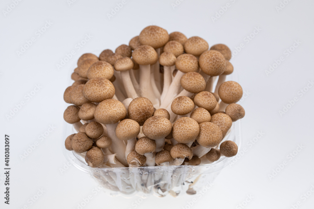 fresh brown beech mushroom isolated on white fresh brown beech mushroom isolated on white