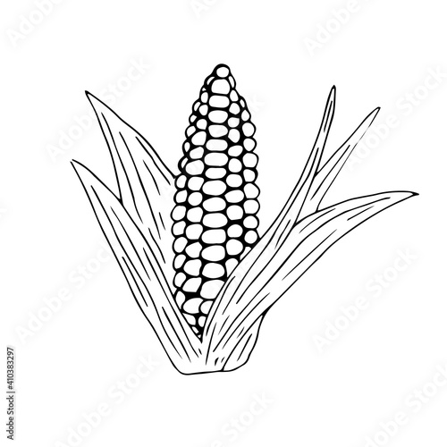 Corn with leaves, vector illustration, hand drawing sketch