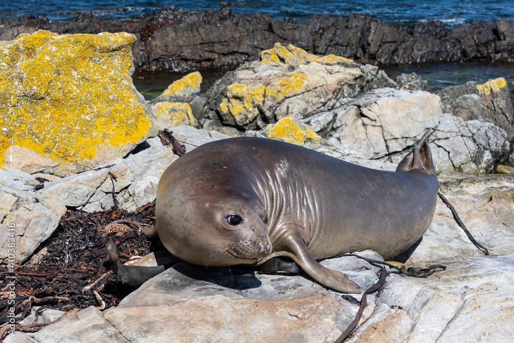 Fototapeta premium The southern elephant seal (Mirounga leonina)