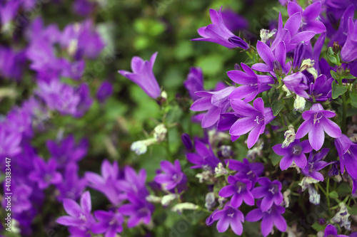 Flores lilas