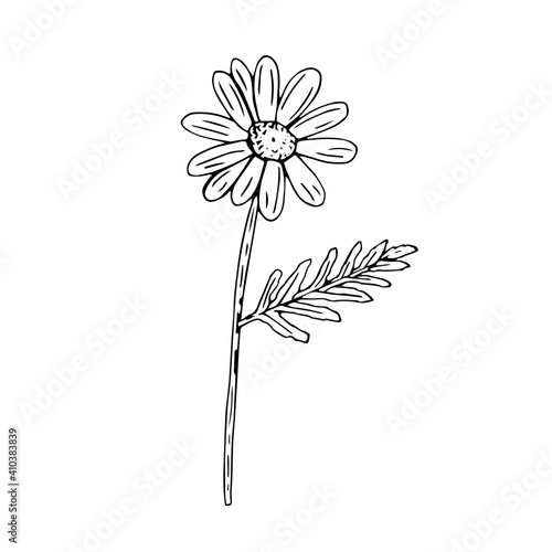 Chamomile with a leaf, vector illustration, hand drawing sketch