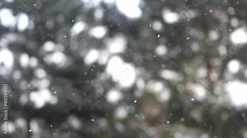 Falling snow with branches of conifers in the background, paceful swirling snowflakes, winter background