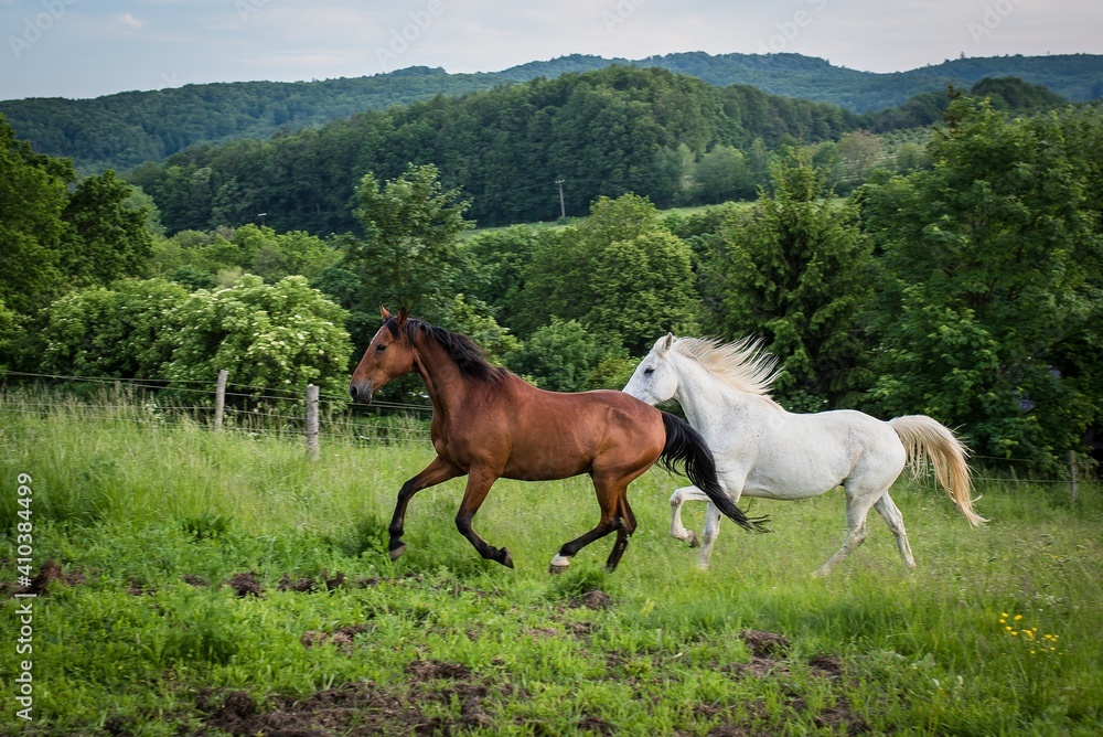 Obraz premium Horses running on the meadow