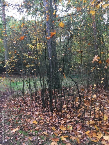 Herbstwald