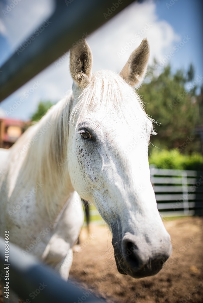 Obraz premium White horse in the paddock