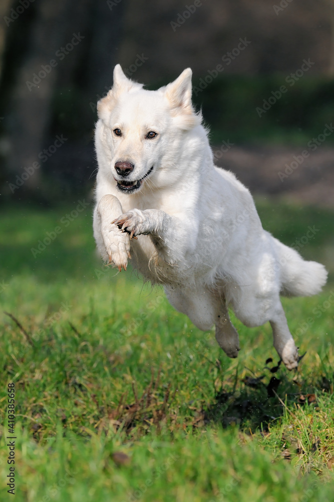 White Swiss Shepherd jumps about small river White Swiss Shepherd jumps about small river