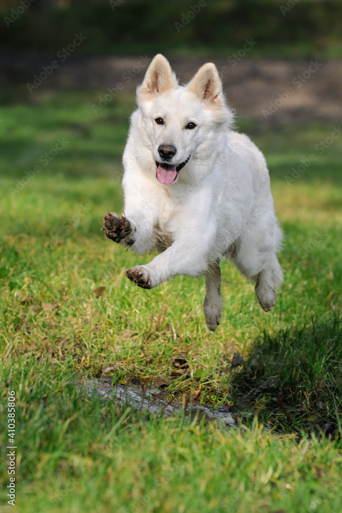 White Swiss Shepherd jumps about small river