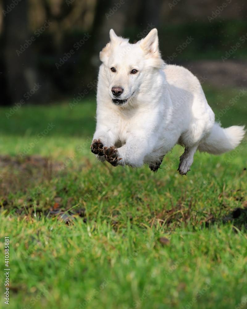 White Swiss Shepherd jumps about small river White Swiss Shepherd jumps about small river