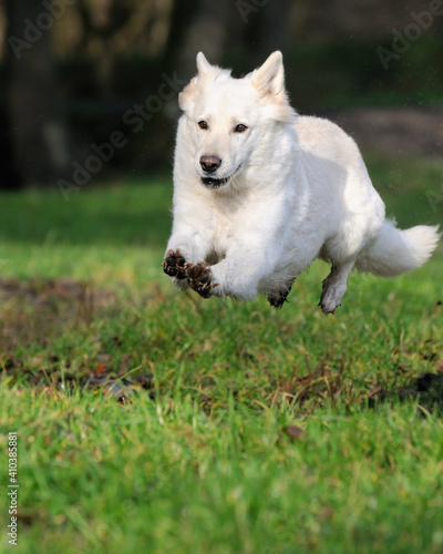 White Swiss Shepherd jumps about small river