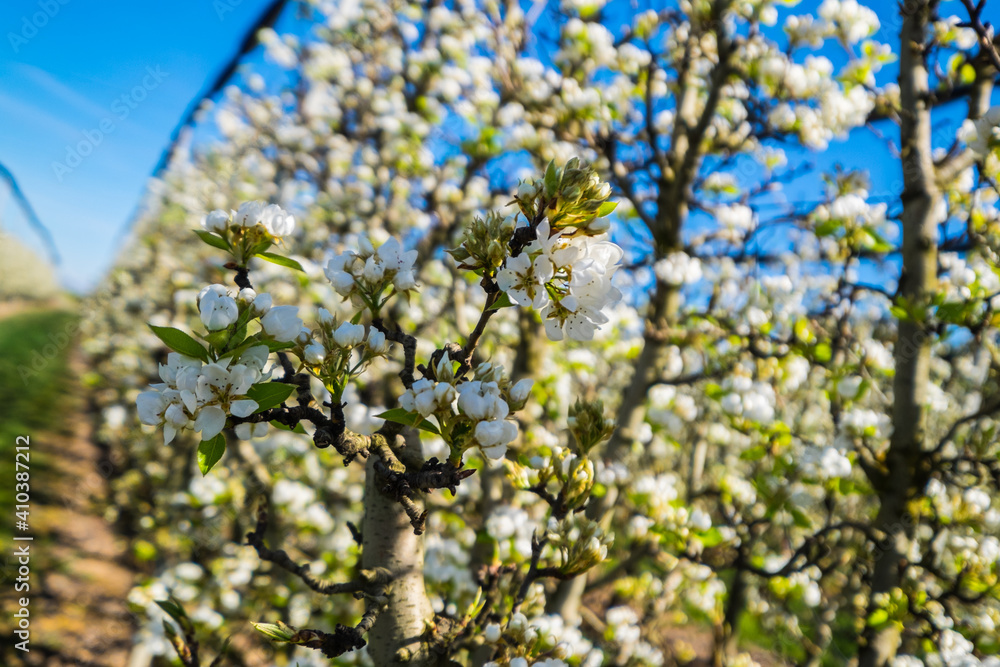 Rows of pear tree blooming in spring day in Lleida (Catalonia, Spain). There are a lot of a blooming fields in Aitona, Alcarras and Torres de Segre.