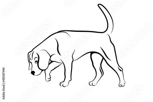 Sniffing dog. Dog following a scent trail. Beagle hound working as detection dog black outline isolated on white background. Vector illustration