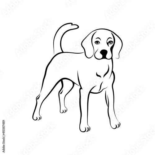 Beagle hound silhouette. Cute beagle dog standing and watching  black outline isolated on white background. Vector illustration