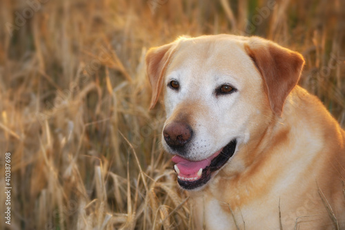 Labrador Retriever Dog sits in the evening light in the rye field