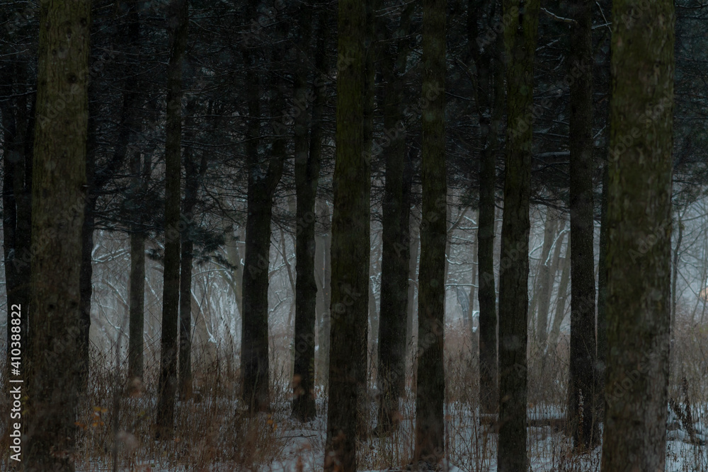 Fototapeta premium A dark grove with trees in early winter or late autumn. There is little snow on the ground in the thickets of trees in the forest.