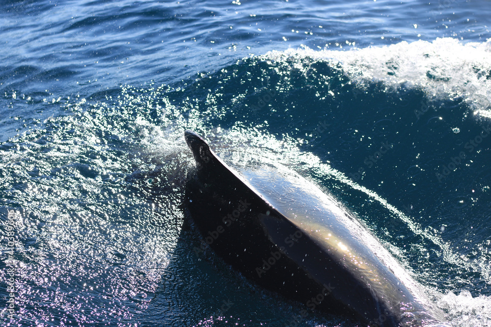 Fototapeta premium dolphin in the water