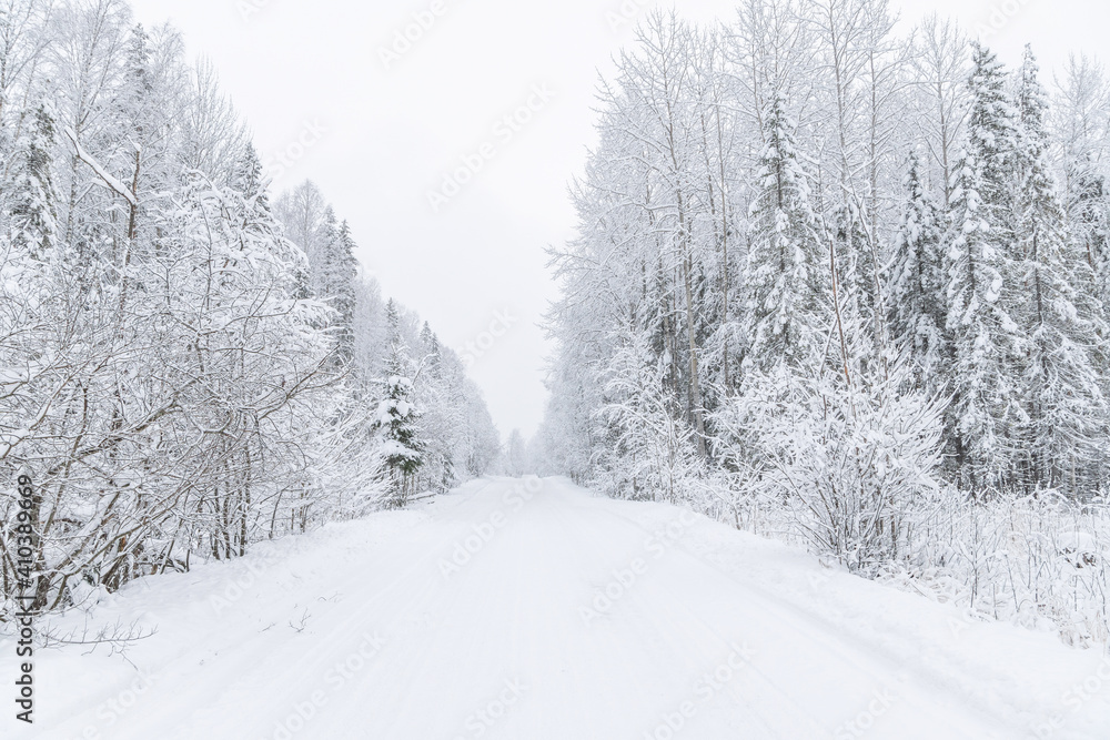 Fototapeta premium The road in the forest. Winter