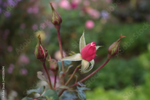 Rosenblüte